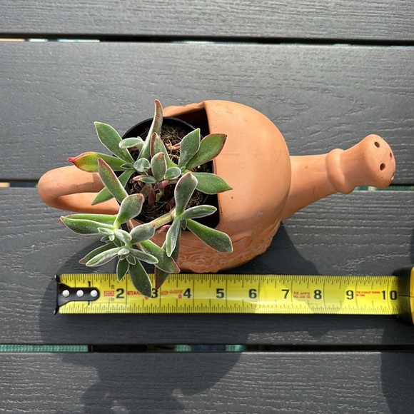 Vintage Terracotta Mini Watering Can Bows Floral Roses or planter plants cactus - Picture 10 of 12